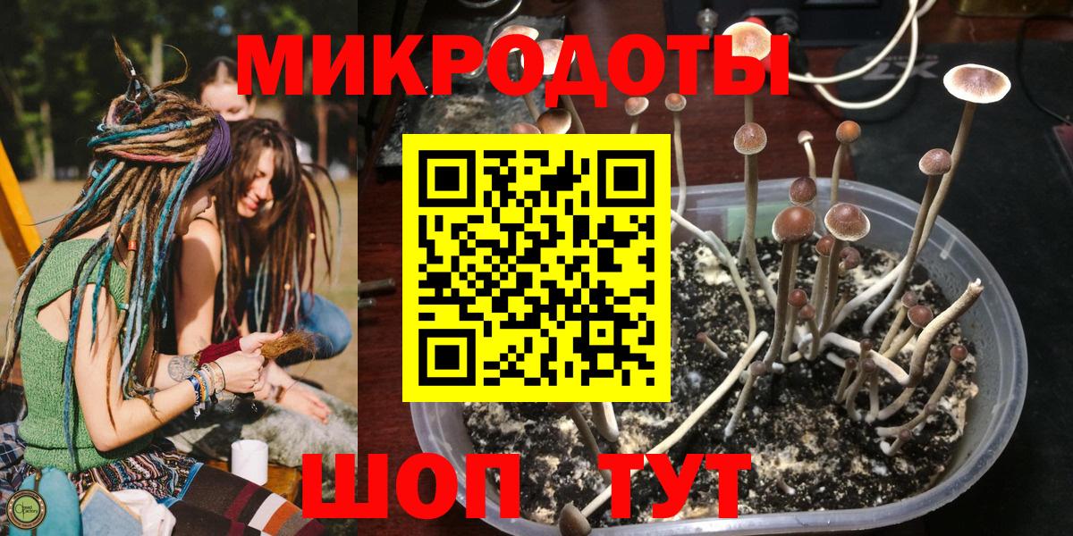 Псилоцибиновые грибы Psilocybe Валуйки